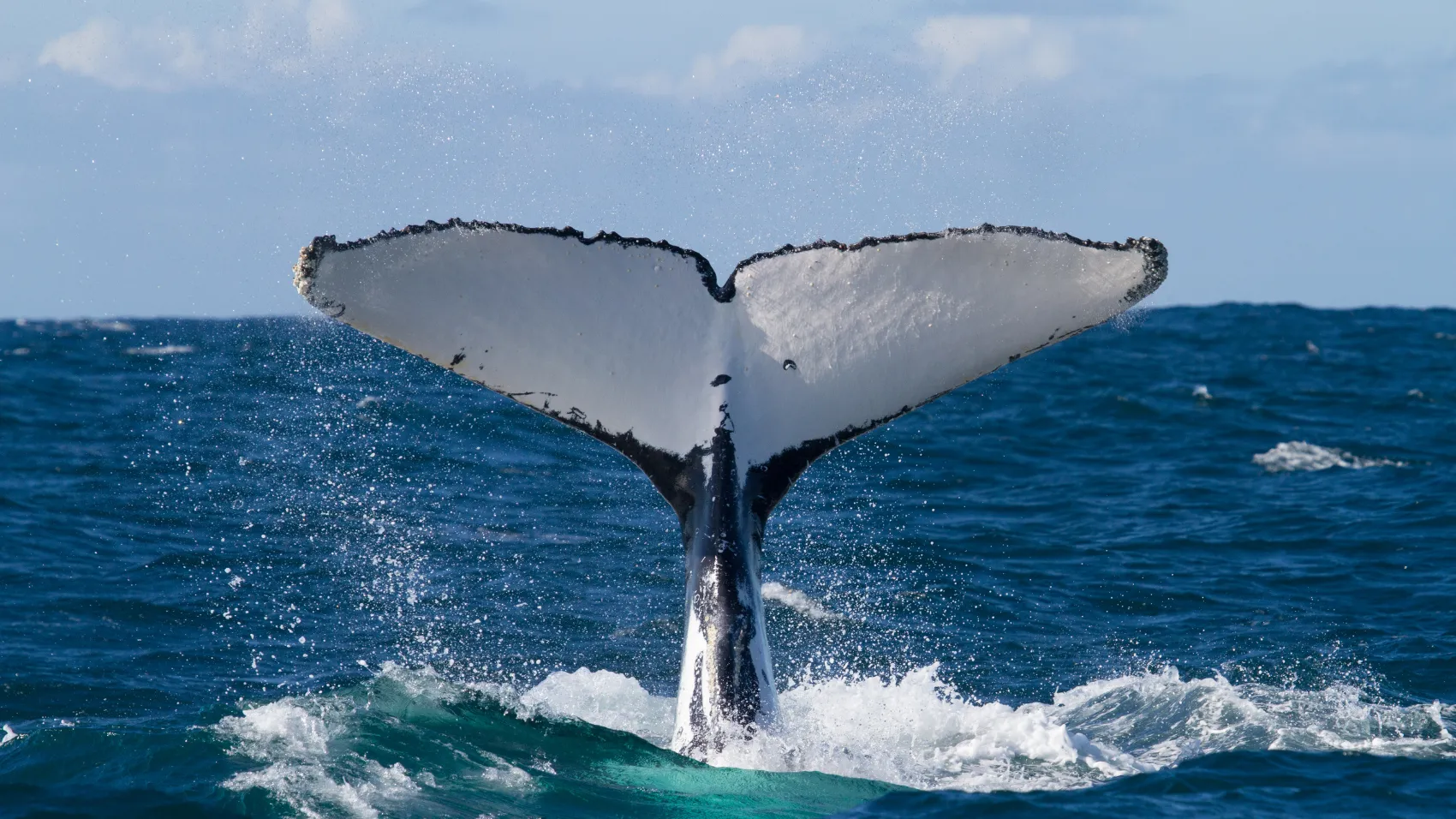 Whale Watching in Nuquí, Kolumbien: Buckelwal an der Pazifikküste
